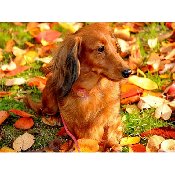 5D DIY Diamond Painting Set "Animal Dachshund" Round Diamond Art Crafts for Adults, Suitable for Wall Decoration, Bedroom and Home Decoration