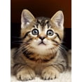 thumbnail image 1 of 5D DIY Diamond Painting Set "Cute Kitten, Pet Cat" Round Diamond Art Crafts for Adults, Suitable for Wall Decoration, Bedroom and Home Decoration, 1 of 6