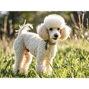 5D DIY Paint with Diamonds Crafts, Animal Round Full Drill Diamond Art Kits,Diamond Painting Kits pet Dog,Beige Teddy Paint by Number handmade , for Home Wall Decoration 12 16Inch