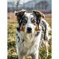 thumbnail image 1 of 5D Diamond Art Australian Shepherd Diamond Painting DIY Kits Full Round Drill Rhinestone Crystal by Number Stitch Embroidery Arts and Crafts for Living Room Bedroom Home Wall Decor 12x16 inch, 1 of 4