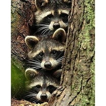 5D Diamond Painting Kits for Adults Kids Animals Full Drill Raccoons in The Tree Hole DIY Cross Stitch Painting with Diamonds Bear Art