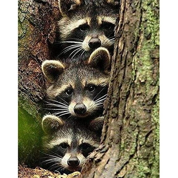 5D Diamond Painting Kits for Adults Kids Animals Full Drill Raccoons in The Tree Hole DIY Cross Stitch Painting with Diamonds Bear Art