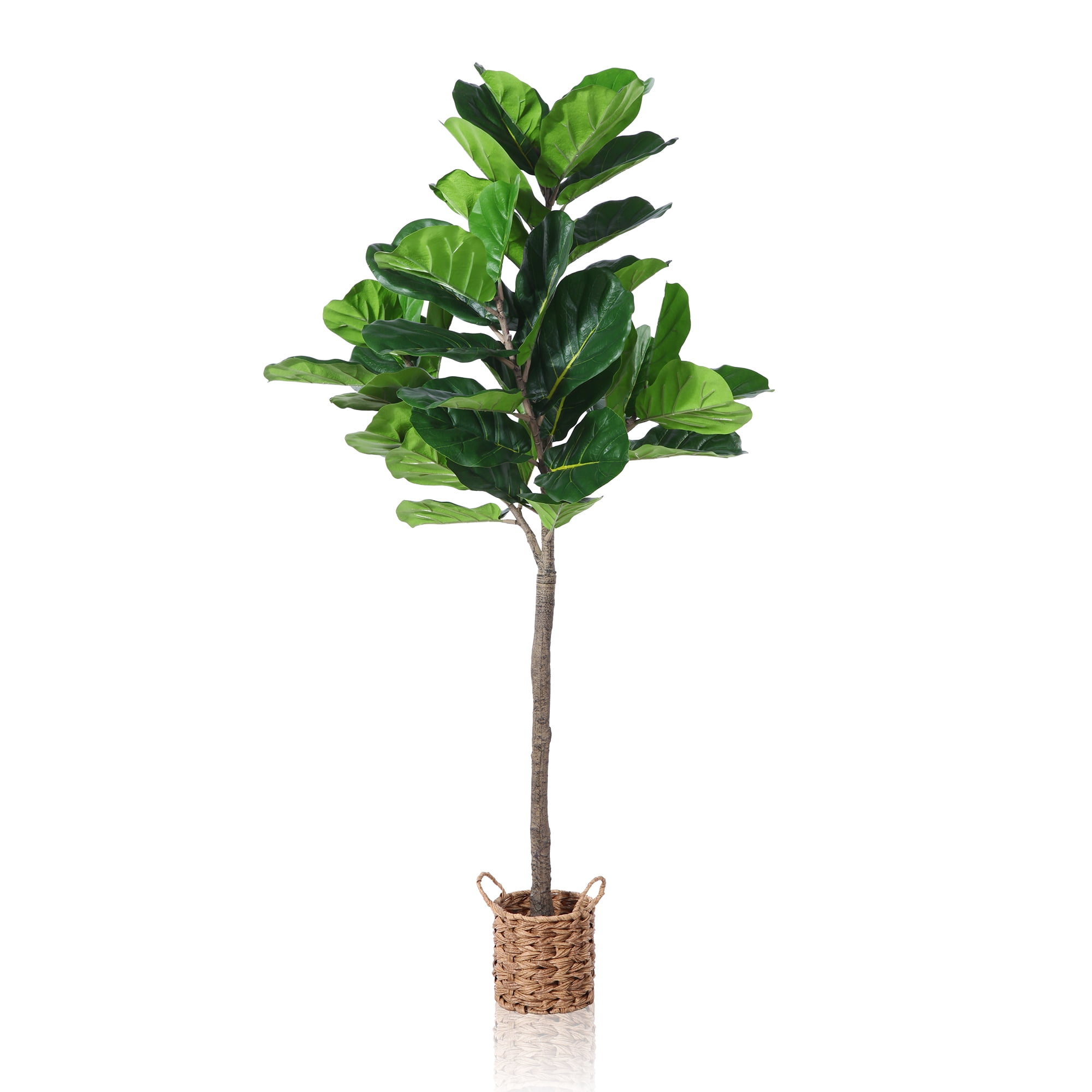 durable indoor trees