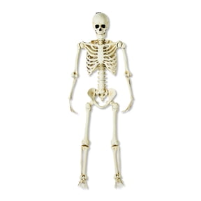 Hanging Posable Skeleton Decoration, White, 5', Halloween by Way To Celebrate