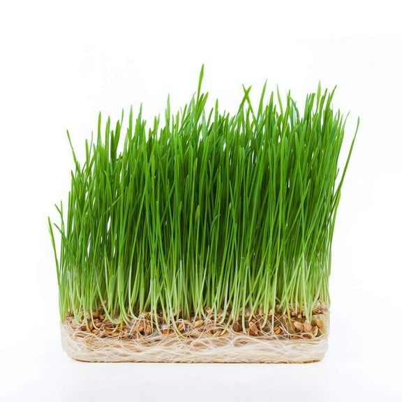 5GallonBucketHydro Certified Wheatgrass Seeds (1LB)