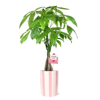 Money Tree Lowe's