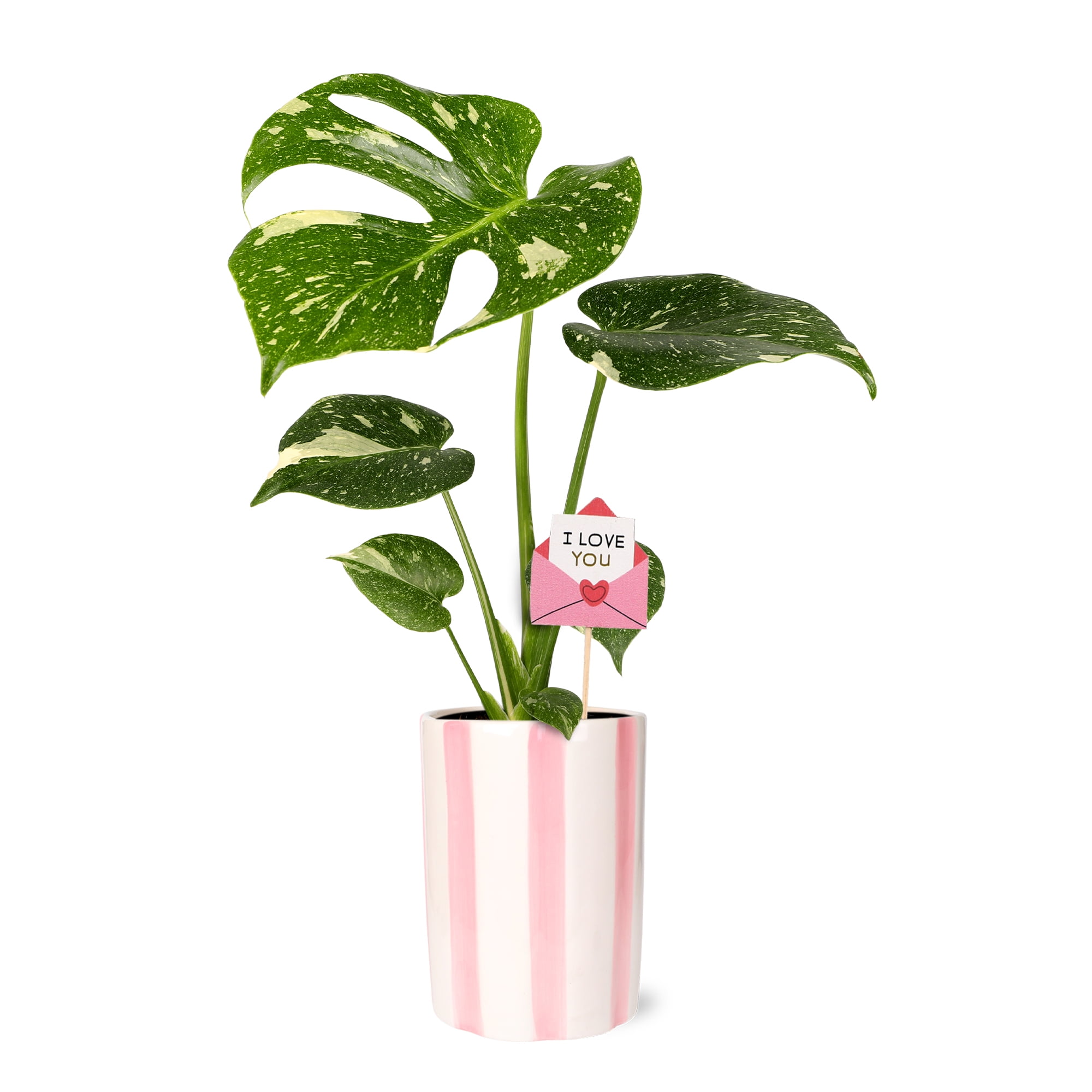 Pink Monstera