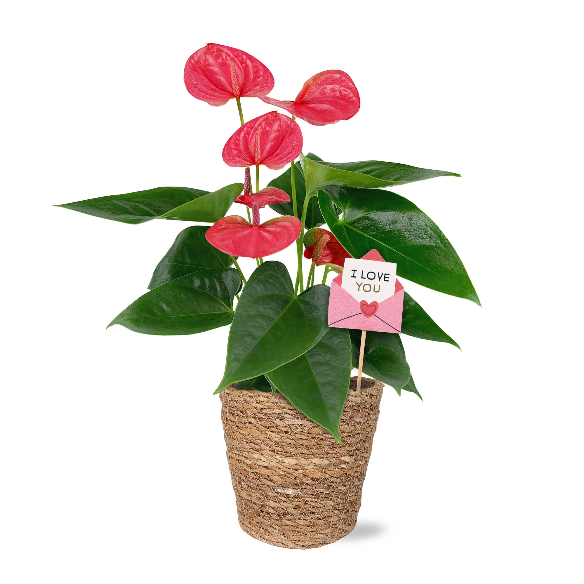 5IN Pink Anthurium (Love You Edition) – Seagrass – “I Love You Envelope”