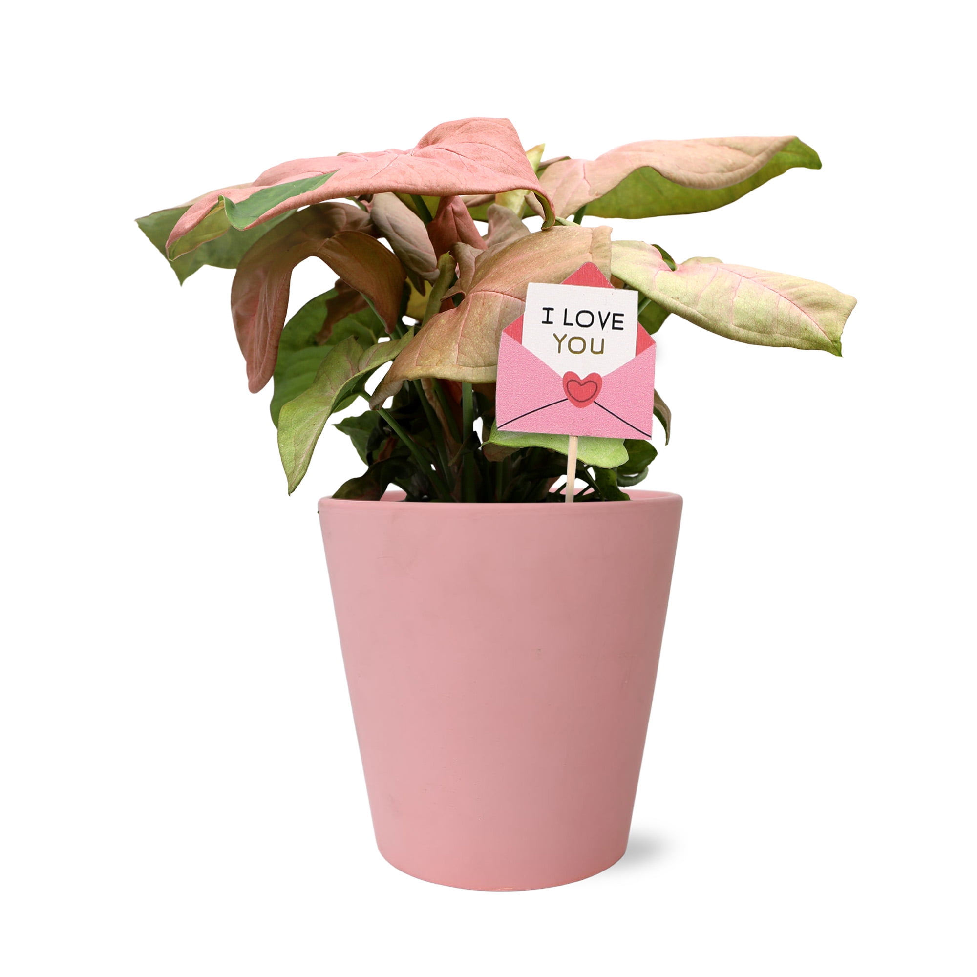 photinia fraseri pink marble Pink Marble Pleached Tree [Photinia  fraseri 'Cassini'] for Privacy S |  Pleached Trees for Sale in the UK | Just Pleachy | Pleached Trees for Sale  in the UK