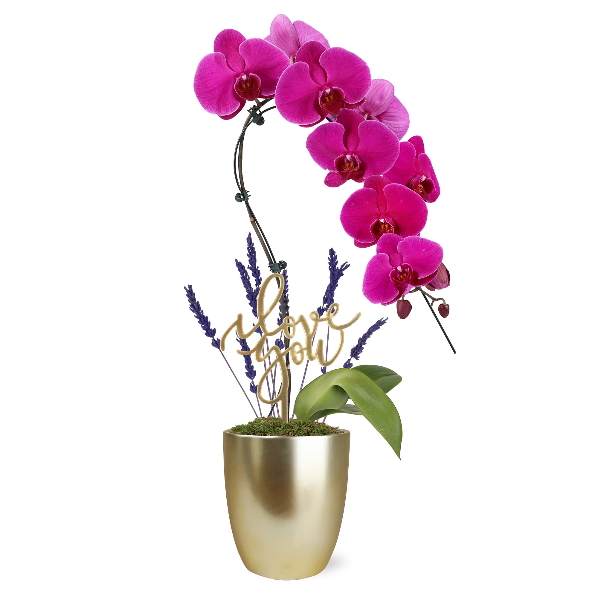 5IN Purple Swan Orchid (Love You Edition) – White Ceramic Pot