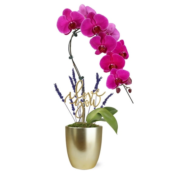 5IN Purple Swan Orchid (Love You Edition) White Ceramic Pot