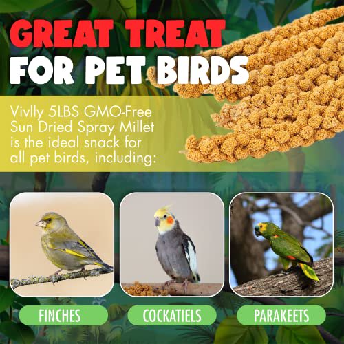 5LBS GMOFree Sun Dried Spray Millet Original Bird Treat Millet for Parakeets, Cockatiels