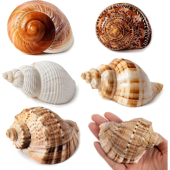5PCS Large Hermit Crab Shells | Natural Sea Conch Size 2.8" - 3.9", Opening Size 1.5" - 2.5" | Turbo Seashells for Hermit Crab Supplies and Beach Decoration Large Sea Shell