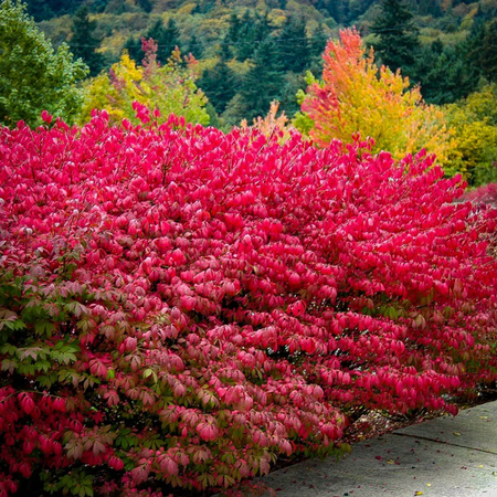 5Pcs Dwarf Burning Bush, Bare Root Plants, 6-12” Tall Hardy Shrubs for Landscape Borders Fall Color