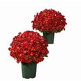 thumbnail image 1 of 5Pcs Outdoor Sunset Flower Bouquets Ornament, Flowers for Garden Porch Decor, All-Weather Plants with Bendables Stems for Home Wedding Party Decoration, 12 Inch Height, 1 of 5