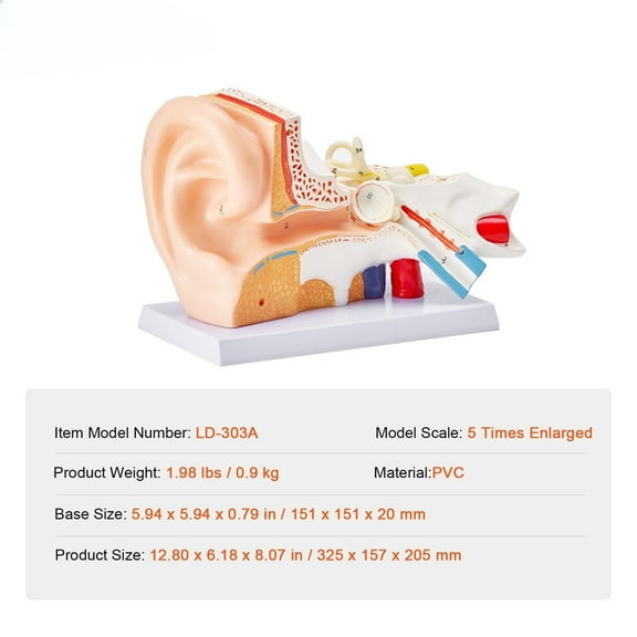 5X Enlarged Human Ear Anatomy Model - 3-Part Detachable PVC Ear Display with Base, Shows Outer/Middle/Inner Ear Structures - Professional Medical Teaching Tool for Physiology Study & Science Educatio