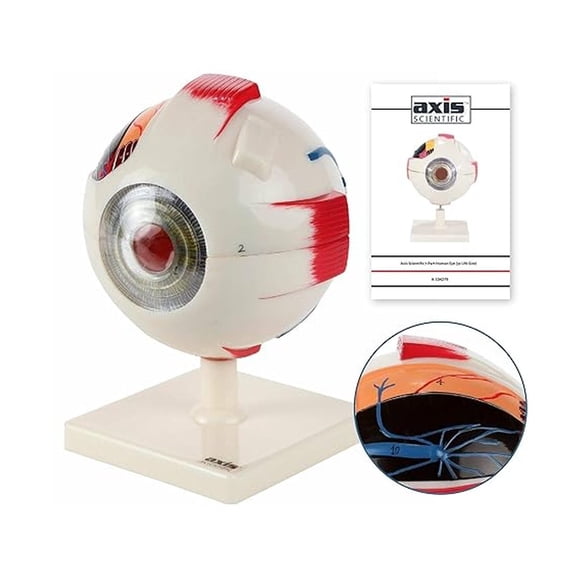 5X Enlarged Human Eye Model, Realistic 7-Part Eyeball Anatomy Model, Transparent Design Includes Removable Stand and Detailed Product Manual