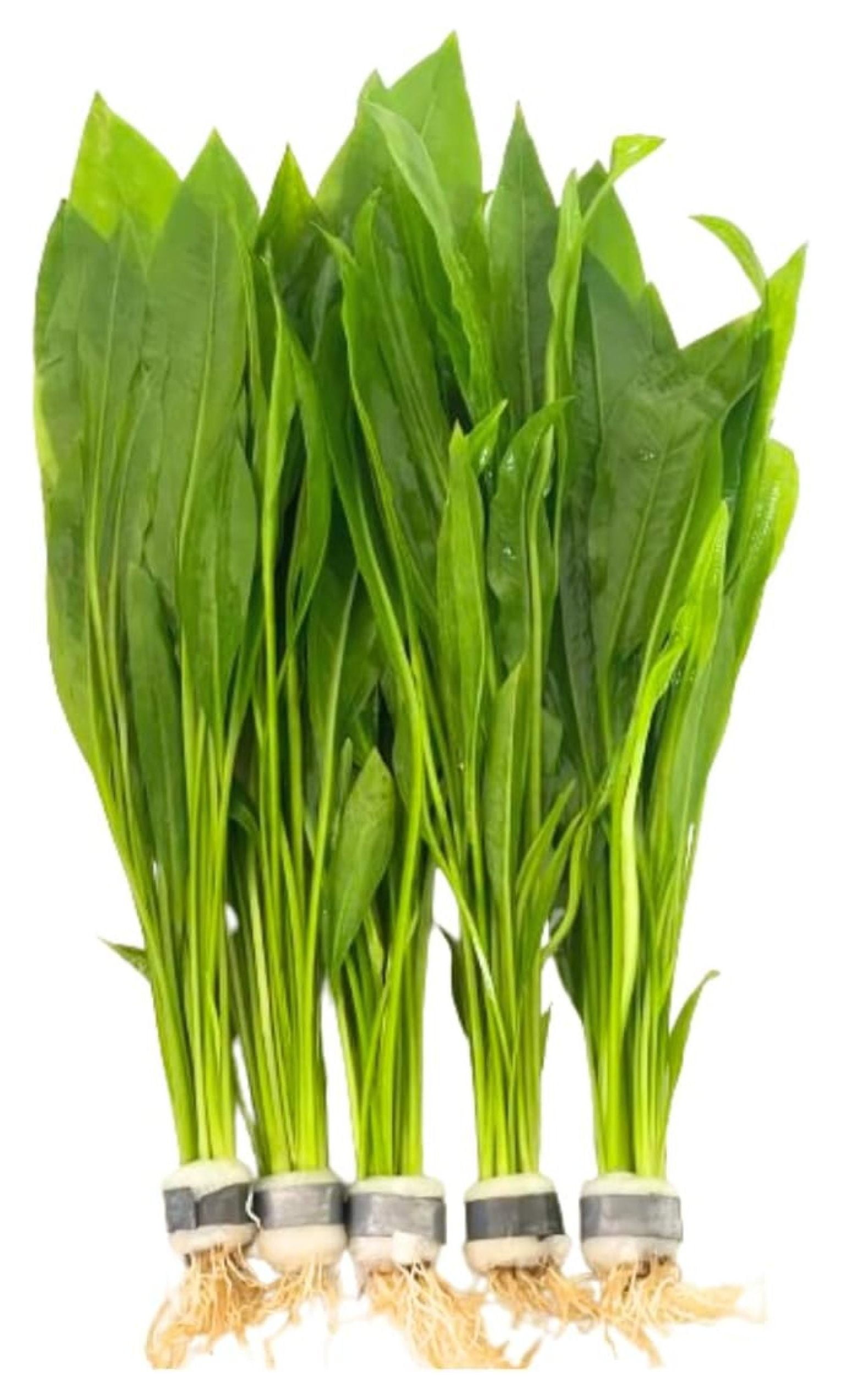 Curated visual reference: Fresh Look at 5X Sword Echinodorus Bleheri Bundle Aquarium Live Plant For Fish