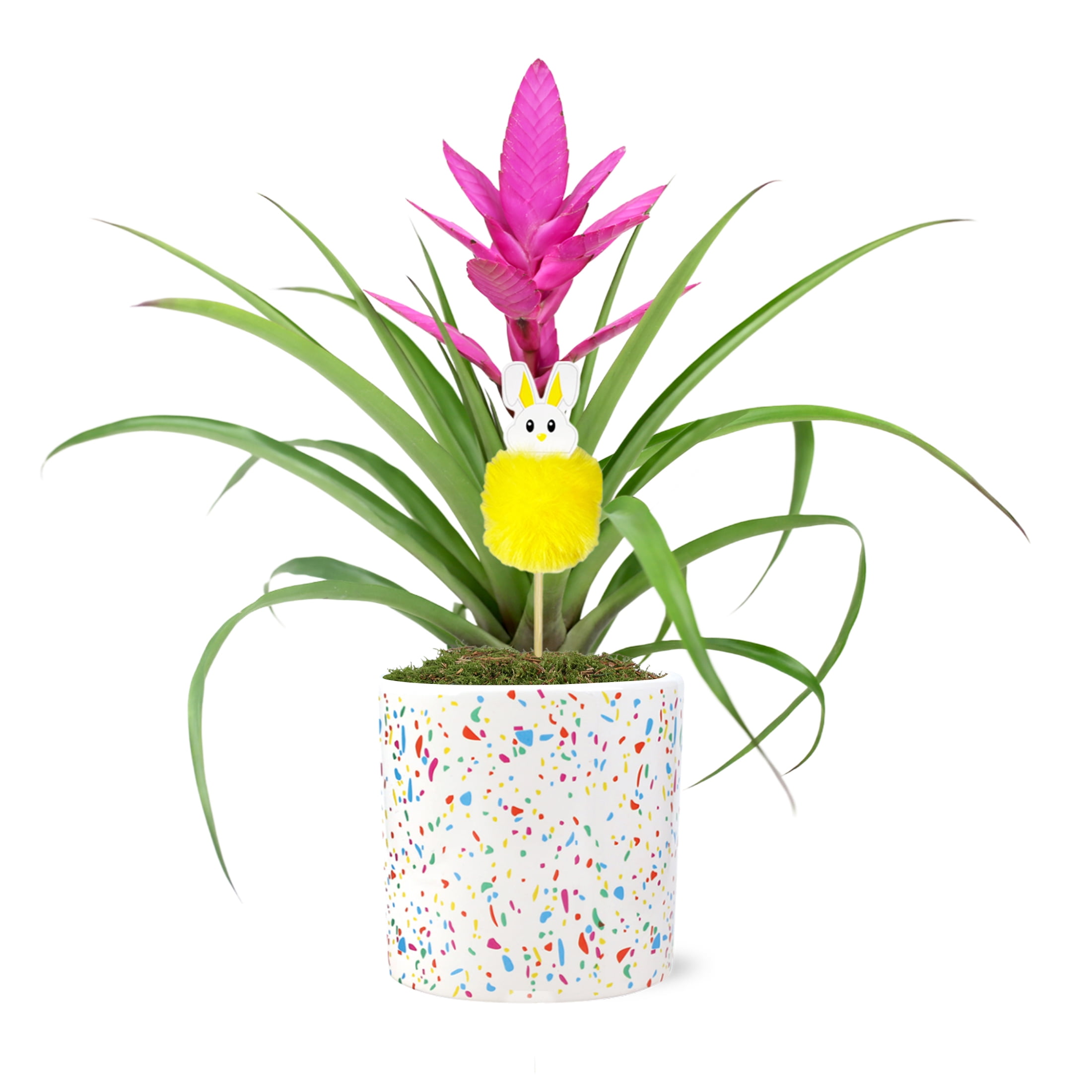 5in Pink Antonio Bromeliad Live Plant In Terrazzo With Bunny Pick 5in-pink-antonio-bromeliad-live-plant-in-terrazzo-with-bunny-pick