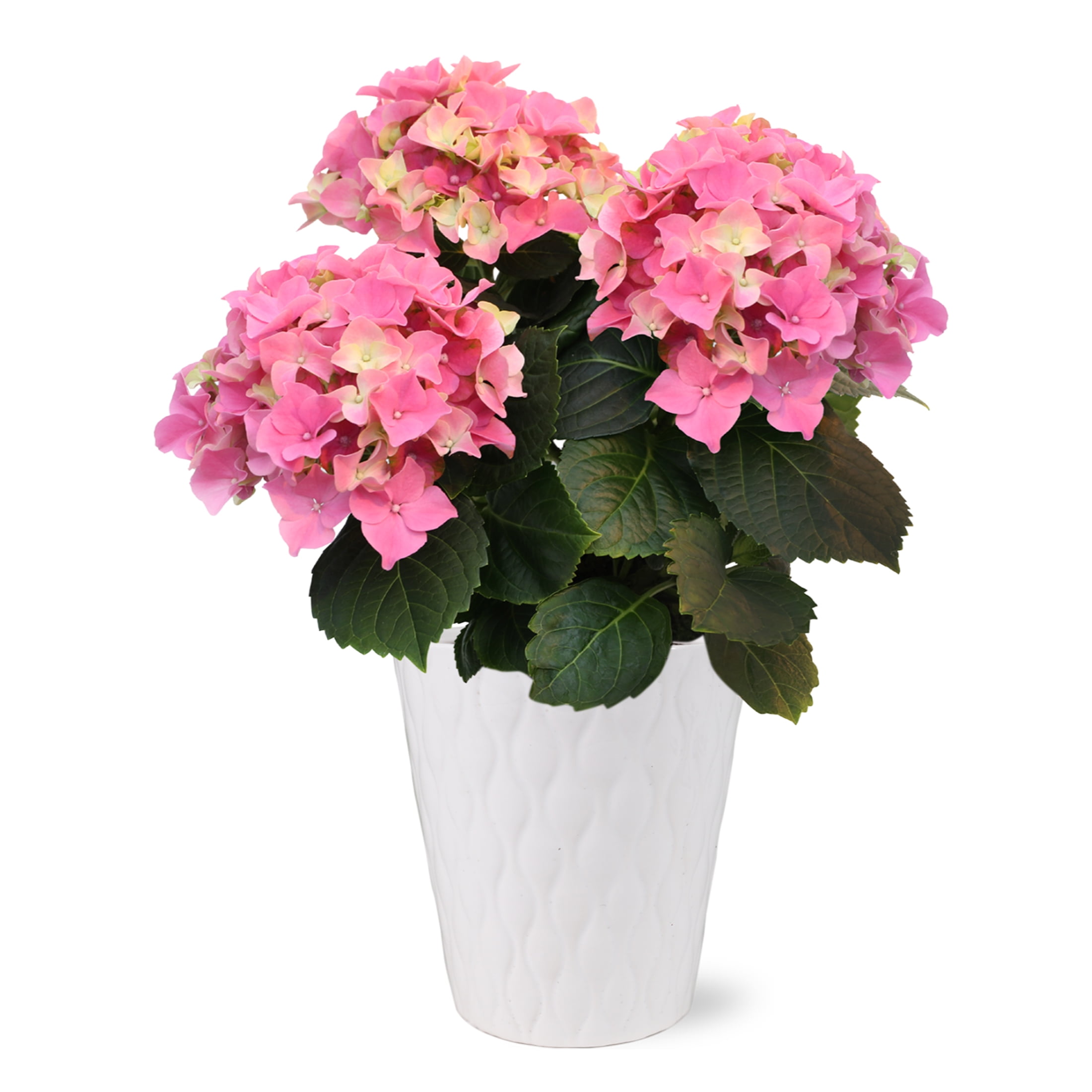 5in Pink Hydrangea in White Ceramic Pot Live Plant