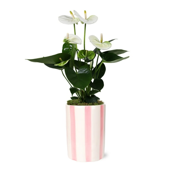 White Anthurium 14-18" Tall Live Plant in 5"Pink Striped Pot
