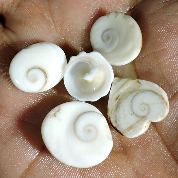 5pcs Lot 57.00Cts Natural Shiva Eye Shell Mix Shape Cabochon Loose Gemstone