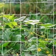thumbnail image 1 of 5x30FT Trellis Netting For Climbing Plants - Ruroz Garden Trellis Netting Plant Support Netting Heavy Duty Climbing Net Trellis For Cucumber Tomato Grape Vegetable Fruits Bean Climbing Plants Outdoor, 1 of 1