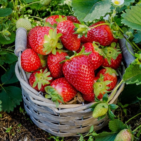 6.1 in. Strawberry Healthy Seed Grow Kit