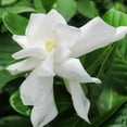 thumbnail image 1 of Frost Proof Gardenia Live Plant in 2.5" Grower Pot (6 Count), 1 of 6