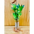 thumbnail image 1 of 6"-8" Lotus Lucky Bamboo Live Plants (3 Count), Good Luck & Fortune, 1 of 5