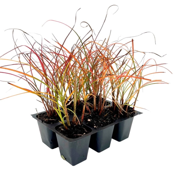 6 Adagio Maiden Grass – Compact Clumping Ornamental Grass with Pink Plumes for Borders, Containers & Mass Plantings (Miscanthus sinensis ‘Adagio’) in 3.5″ Cubes, Live Plants