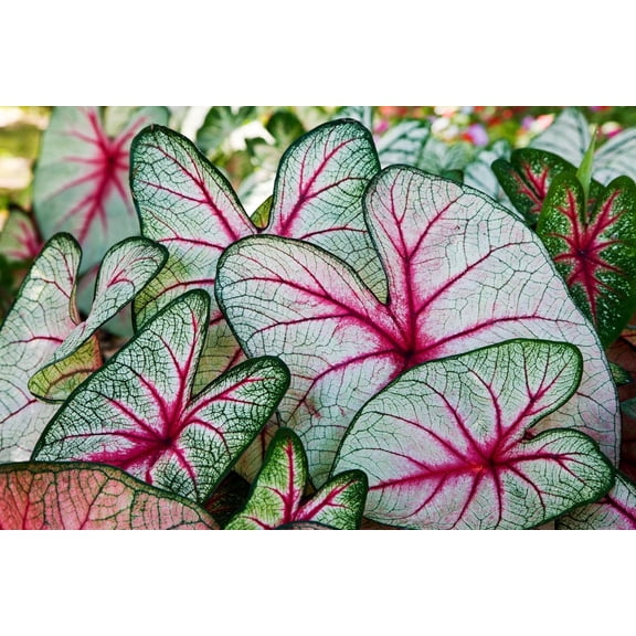 6 Angels Wings Caladium Bulbs for Planting - Perennial Hosta, Elephant Ears
