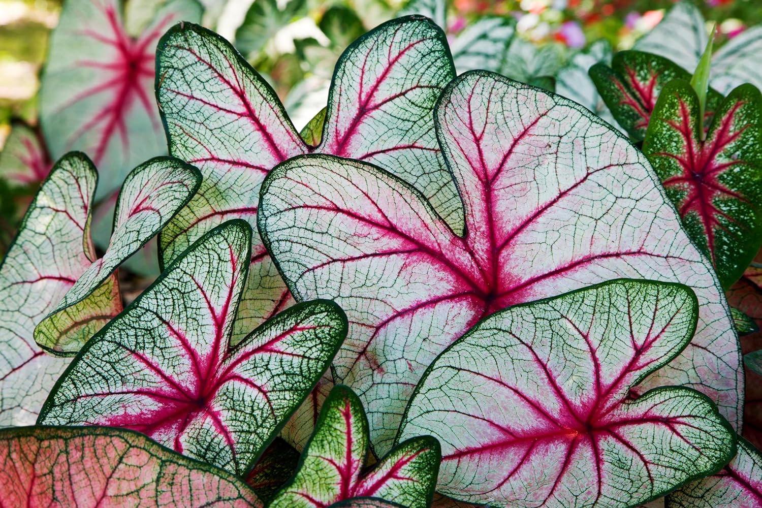 elephant-ear-usa-plantation-planting-professional-planting-5-bulbs