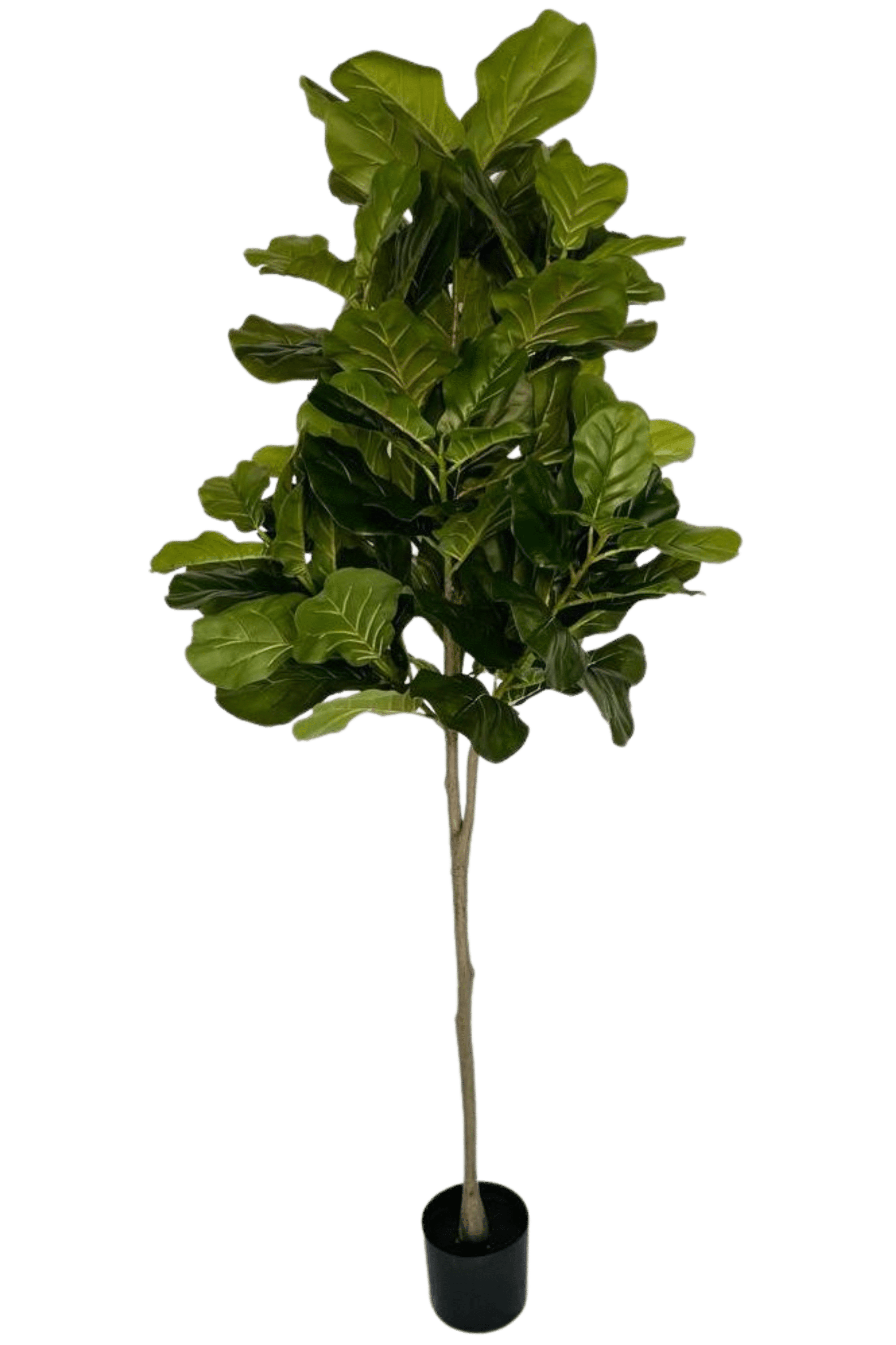 6' Artificial Real Touch Fiddle Leaf Fig Tree in Plastic Planter