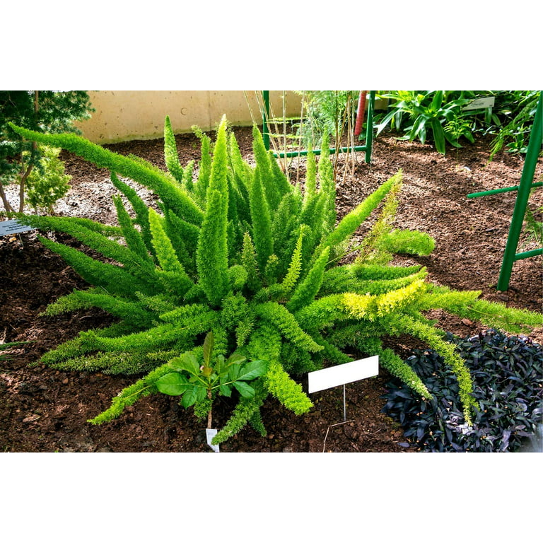6 Asparagus Fern Seeds - Asparagus densiflorus Meyeri - Great Indoor Plant  or Annual Garden Plant 