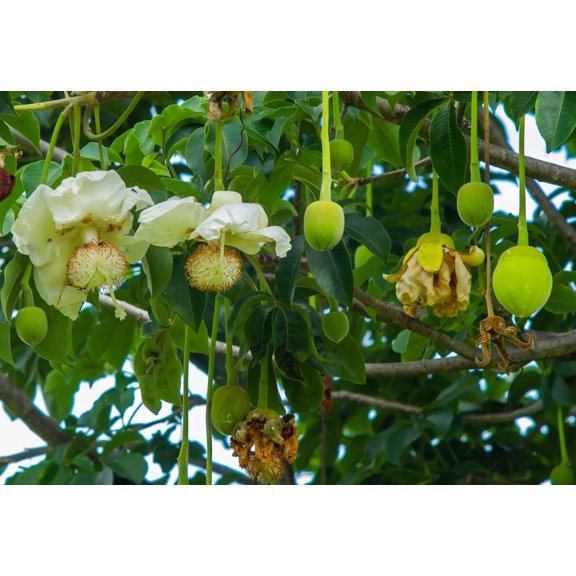 6 Baobab Seeds (Adansonia) - Baobab Tree Seeds (Monkey Puzzle Tree) - Rare Exotic Tropical Plant