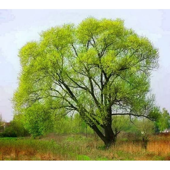 6 Black Willow Trees Cuttings - Easy to Grow - Very Attractive and Fast Growing Shade or Privacy Trees - 6 Live Trees