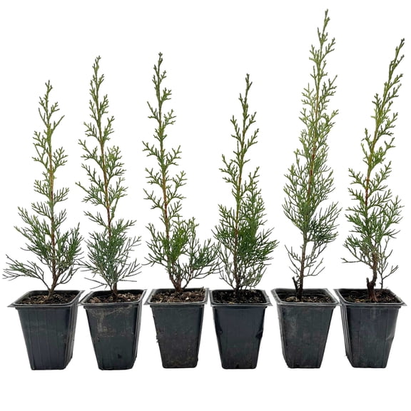 6 Blue Italian Cypress Tree – Fast-Growing Privacy Tree with Silvery-Blue Foliage, Narrow Columnar Evergreen for Screens & Hedges (Cupressus sempervirens ‘Glauca’) in 3.5″ Cubes, Live Plants