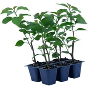 6 La Jolla Bougainvillea, Live Plants – Thriving in 2.5” Nursery Cubes – Vibrant Fuchsia-Pink Blooms, Versatile as a Vine or Shrub