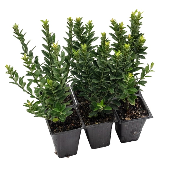6 Boxleaf Euonymus in 3.5" Nursery Cubes | Euonymus japonicus ‘Microphyllus’ | Dwarf Evergreen Shrub for Hedges, Borders & Topiary | Ready-to-Plant Live Starter Plants