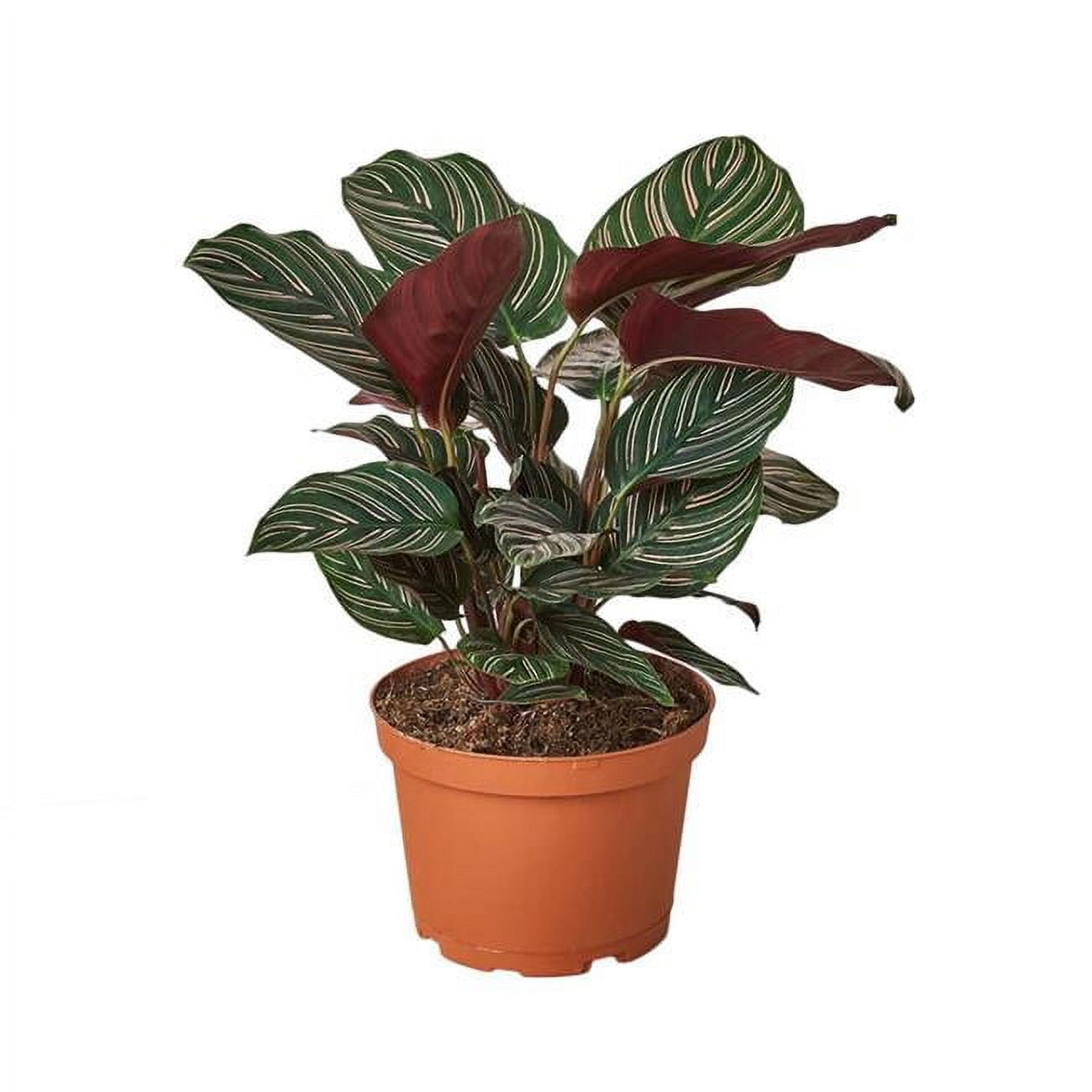 Calathea Ornata Indoor Plant with Red and Green Leaves in 6" Pot