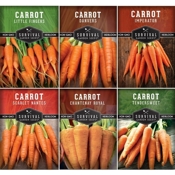 6 Carrot Seed Collection - Scarlet Nantes Imperator Little Fingers - Non-GMO Heirloom Full Sun Biennial Vegetables