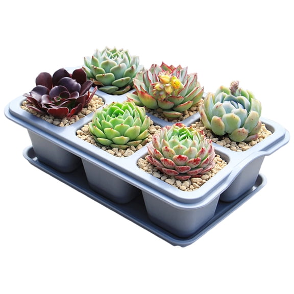 6 Cell Nursery Pot Trays Clear Plant Pots, Thick Sturdy Seeds Starting Germination Shuttle Carrying Trays, Small Planter Nursery Propagation(Gray,L)
