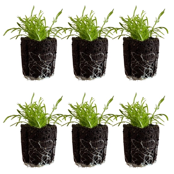 6 Chamomile Seedlings: Ready-to-Plant, Starts, Starters, Plugs, Garden Ready, Live Plants, Transplants, Pre-Sprouted, Soil & Hydroponic Gardens