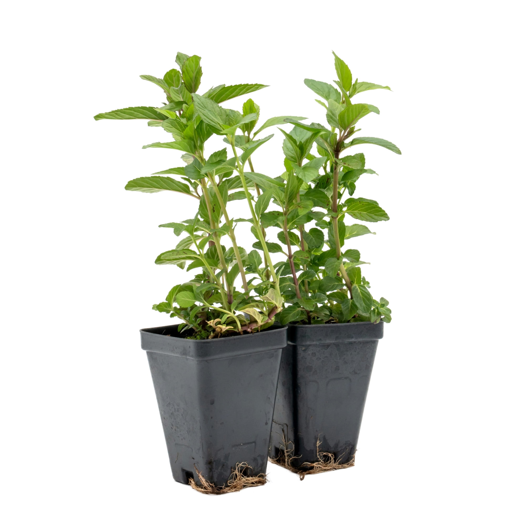6 Chocolate Mint – Live Plants in 2.5-Inch Nursery Cubes | Mentha × piperita f. citrata | Fragrant, Easy-Care Perennial Herb with Green-Purple Foliage for Home and Garden