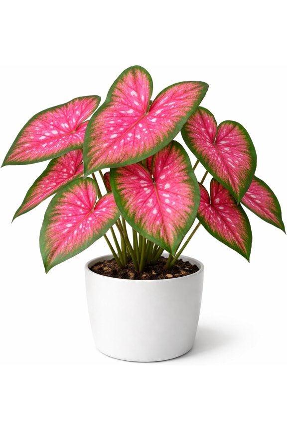 6 Classic Pink Caladium Bulbs for Planting - Beautiful Spotted Leafs Stand Out - Perennial Hosta, Elephant Ears, Fancy (6 Bulbs)