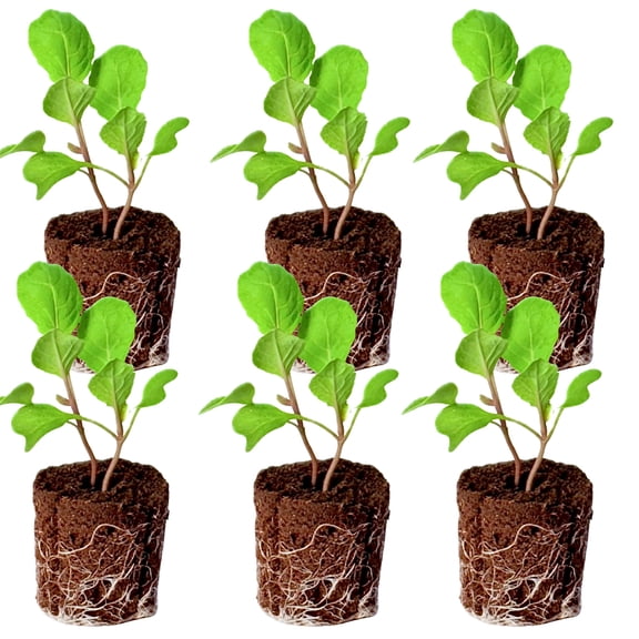 6 Collard Seedlings: Ready-to-Plant, Starts, Starters, Plugs, Garden Ready, Live Plants, Transplants, Pre-Sprouted, Soil & Hydroponic Gardens