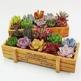thumbnail image 1 of 6 Colors Mini Flower Plant Containers,Rectangle Wooden Succulent Planter Pots, 1 of 8