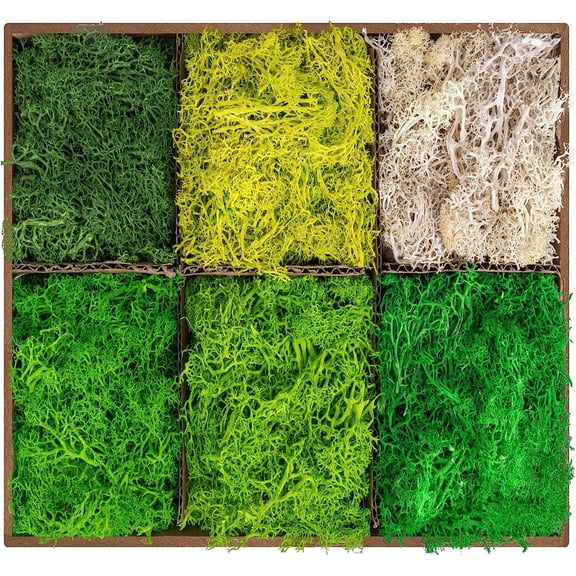 6 Colors Preserved Moss-16.9 OZ Natural Reindeer Moss-Moss for Crafts | Potted Plants Floral Arrangements Home Artistic Garden Decoration