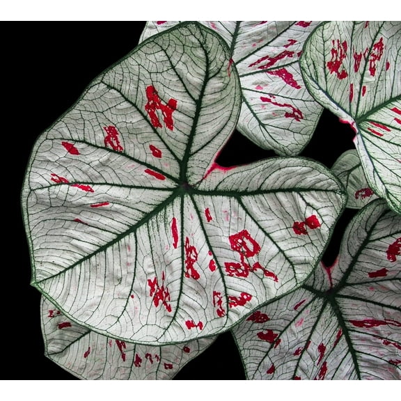 6 Cranberry Star Caladium Bulbs for Planting - Perennial Hosta, Elephant Ears, Fancy (6 Bulbs)